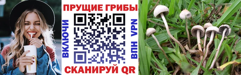 Галлюциногенные грибы Cubensis Бугульма